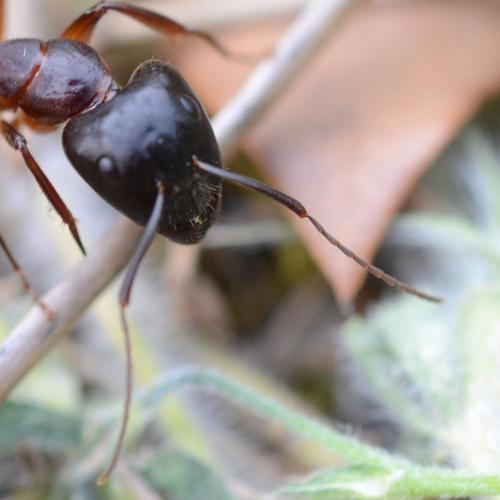 Camponotus pilicornis